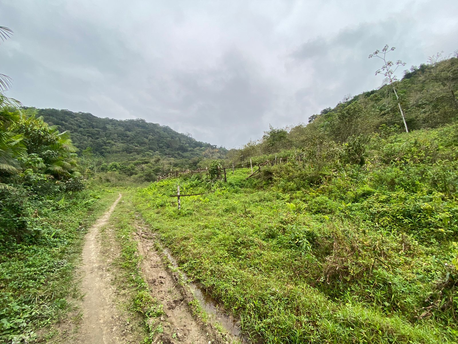 FAZENDA EM ITANHAÉM - ITANHAÉM/SP - 18KM DO ASFALTO - foto 16