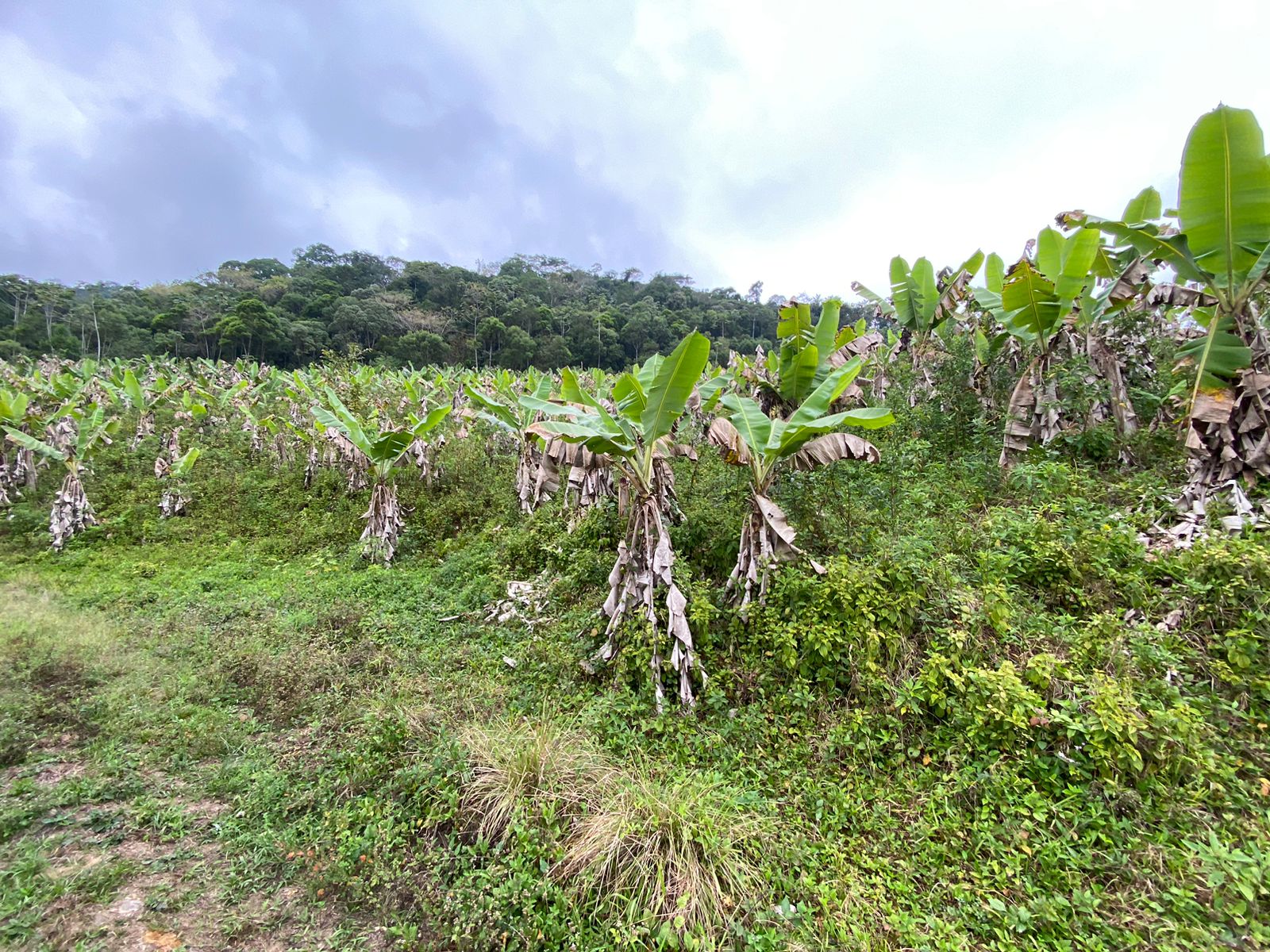 FAZENDA EM ITANHAÉM - ITANHAÉM/SP - 18KM DO ASFALTO - foto 21