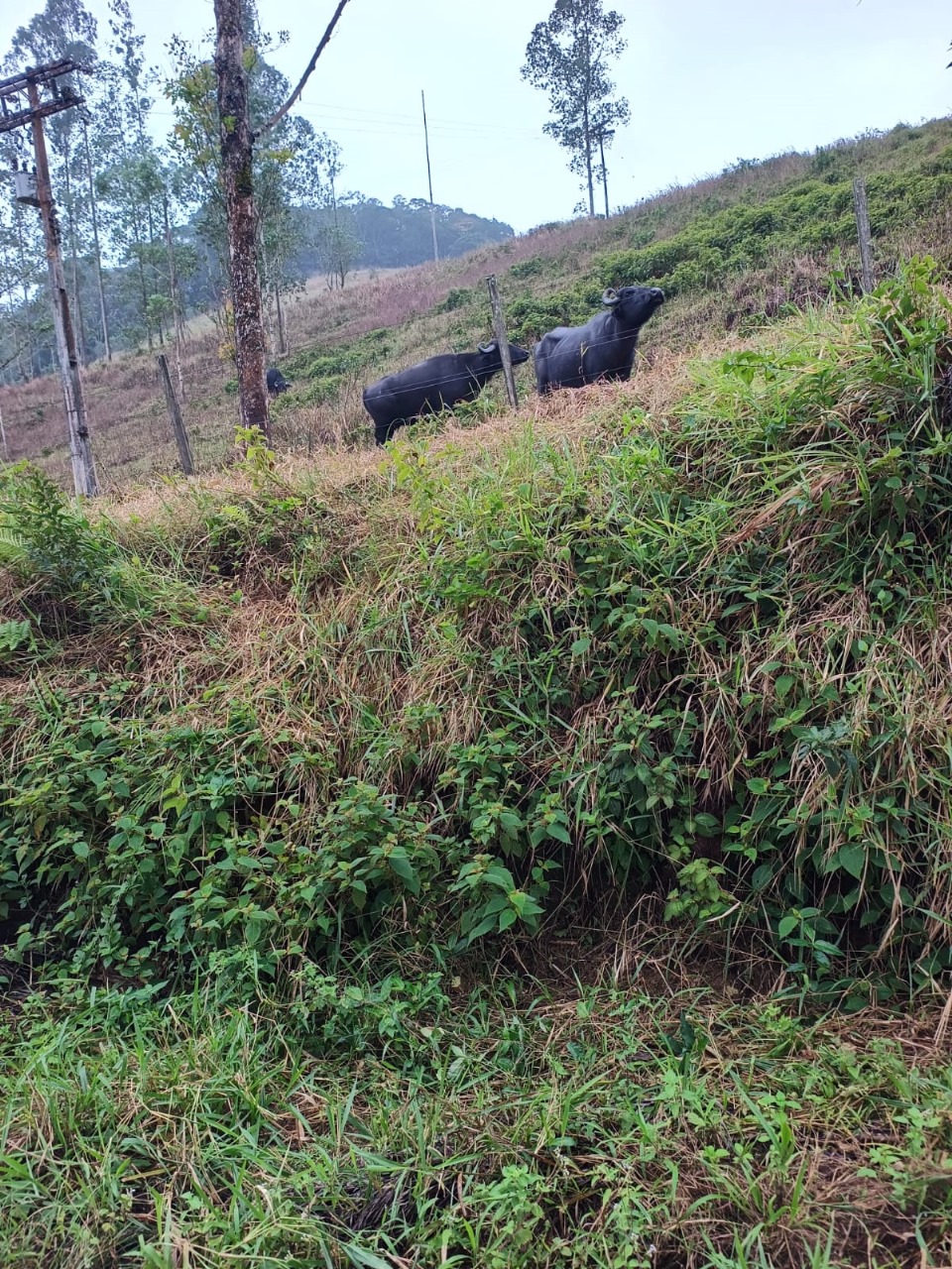 FAZENDA NA CIDADE DE SETE BARRAS - VALE DO RIBEIRA - 5KM DO ASFALTO - foto 4