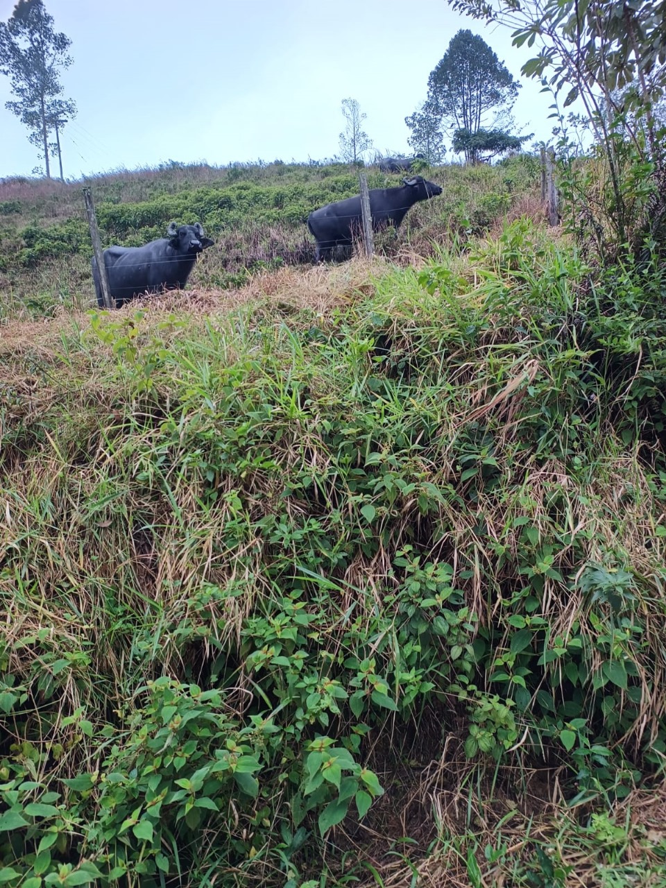 FAZENDA NA CIDADE DE SETE BARRAS - VALE DO RIBEIRA - 5KM DO ASFALTO - foto 18