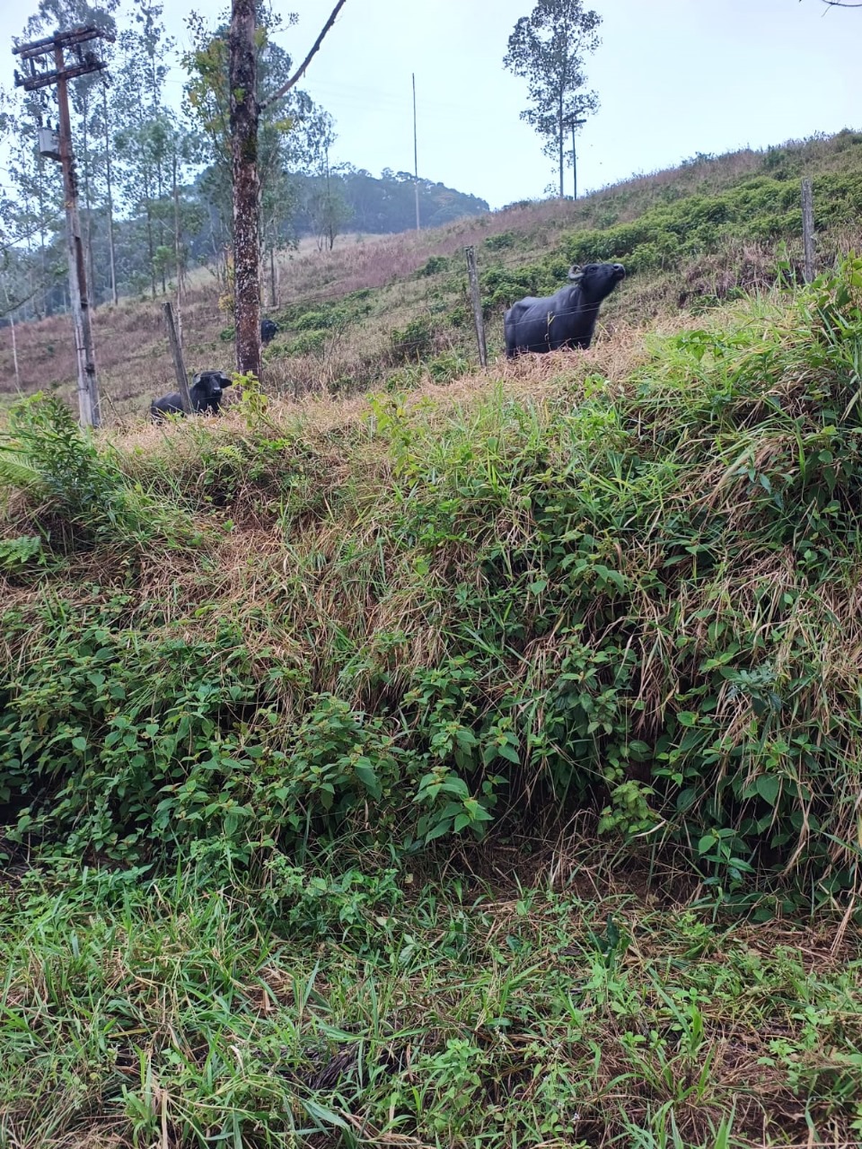 FAZENDA NA CIDADE DE SETE BARRAS - VALE DO RIBEIRA - 5KM DO ASFALTO - foto 19