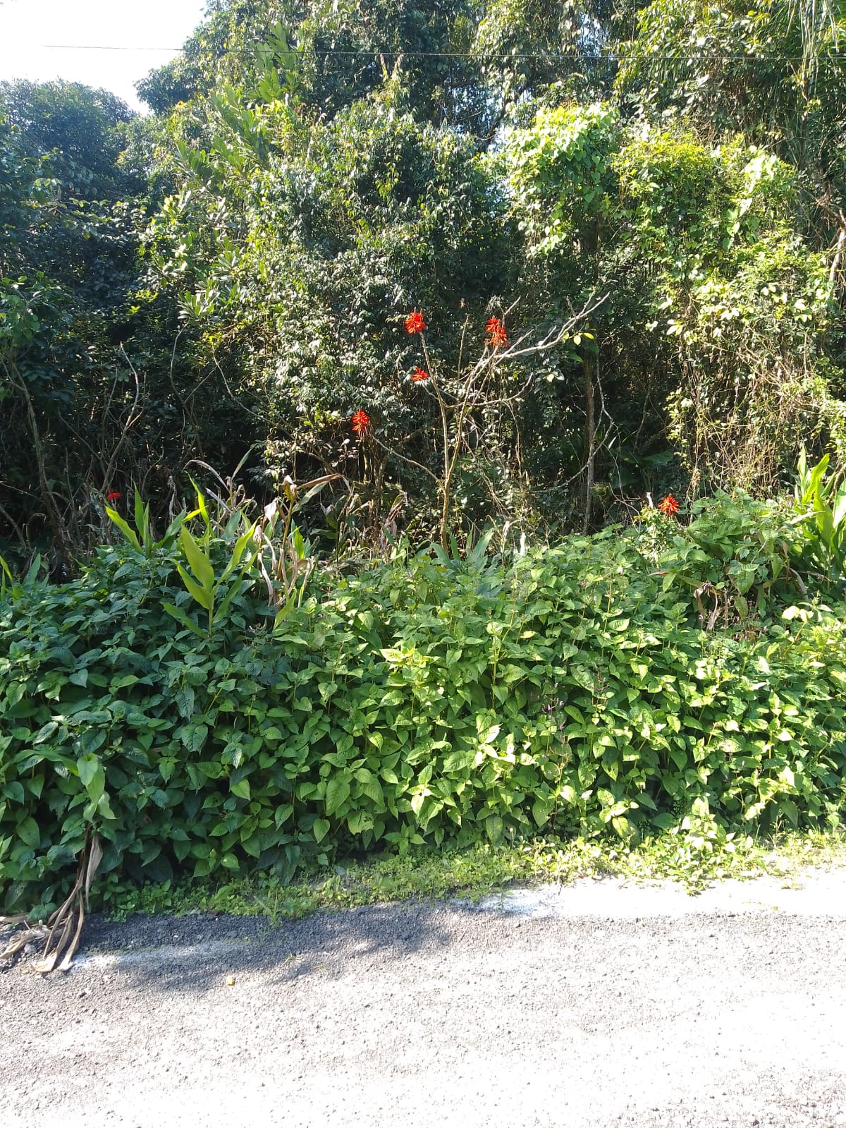 CHÁCARA SEM CONSTRUÇÃO - JD. DAS PALMEIRAS 3 - ITANHAÉM - LADO MORRO - 1200 METROS DA PISTA - foto 5