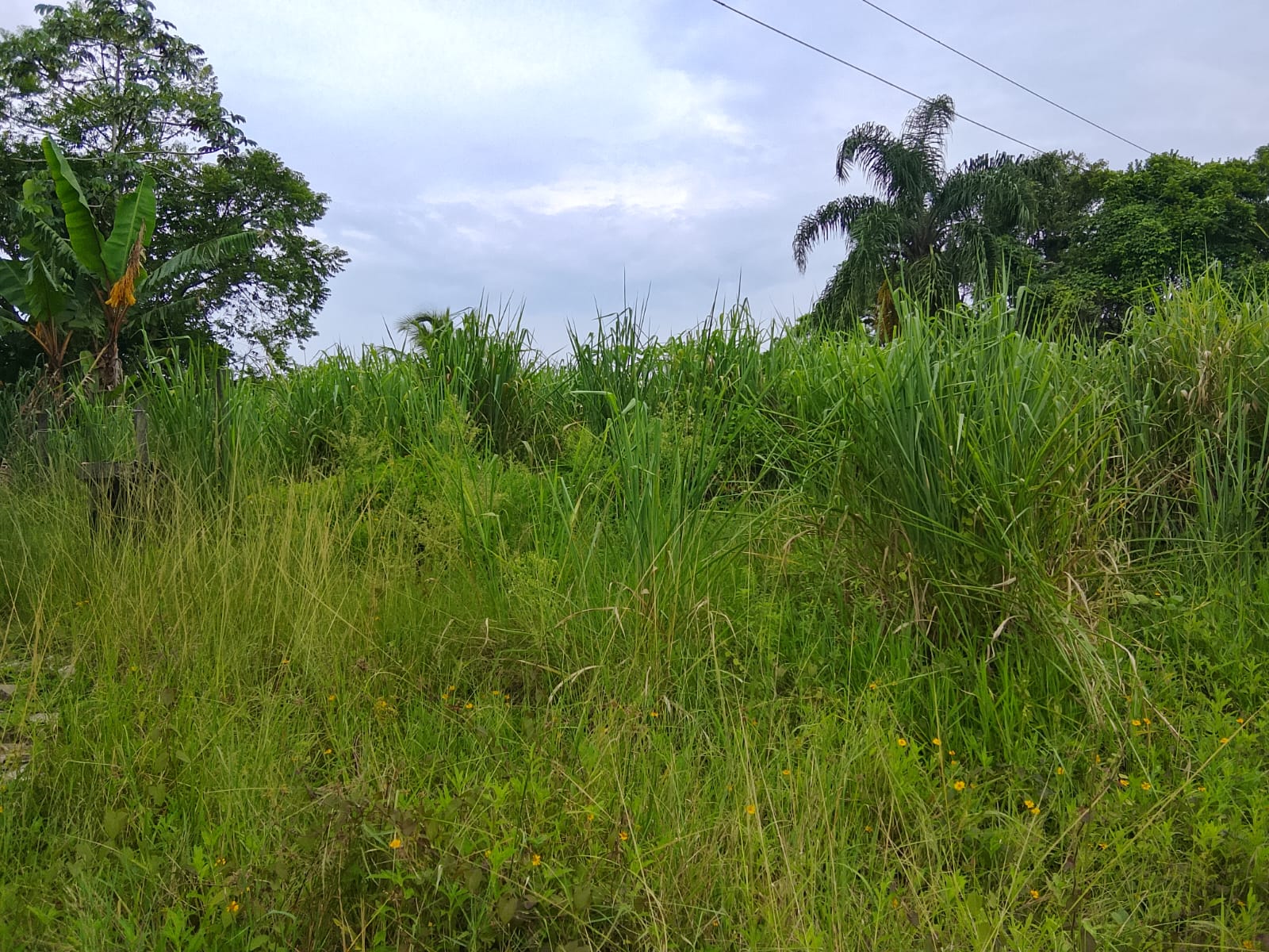 TERRENO NO JD DAS PALMEIRAS - ITANHAÉM - LADO PRAIA - 1.400 METROS DO MAR - foto 4